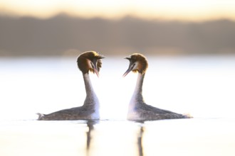 Two great crested grebes (Podiceps Scalloped ribbonfish) in the evening light on the water.