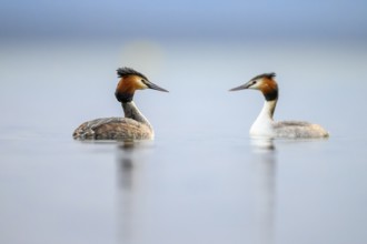 Two great crested grebes (Podiceps Scalloped ribbonfish) swimming in the water of a calm lake and
