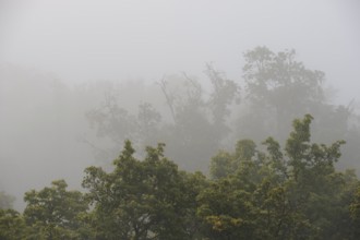 Treetops rise due to disappearance in early fog low-lying clouds in low mountain ranges, Germany