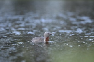 A red-throated diver (Gavia stellata) swims calmly in the water with a clear sky in the background,