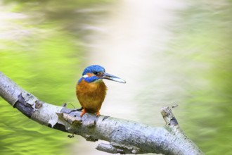 A colourful kingfisher (Alcedo atthis) sits on a branch in front of a blurred green background,