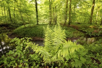 Green fern in the dense summer forest at the Violenbach stream, Melle, Osnabrücker Land, Lower