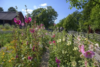 A blooming garden with various hollyhocks and a rural house in the background, the colorful cottage