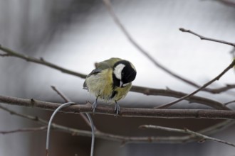 Great tit (Parus major), twig, winter, plumage, wet, Germany, With wet feathers the great tit sits