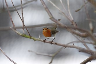 Robin (Erithacus rubecula), tree, winter, Germany, The bird with its orange-red breast sits on a