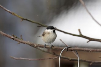 Marsh tit (Poecile palustris), winter, tree, Germany, Cute bird with its typical black feathers on