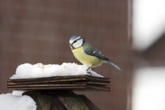 Blue tit (Cyanistes caeruleus), snow, bird feeder, Germany, The tit finds the peanut kernels hidden