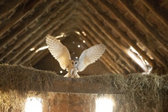 A barn owl (Tyto alba) lands with outstretched wings in the loft of an old barn surrounded by hay