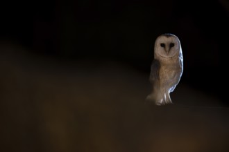 A barn owl (Tyto alba) sits in a dark environment and radiates a mysterious atmosphere, East