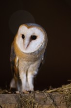 A barn owl (Tyto alba) sits in the dark, surrounded by soft light, East Westphalia, North