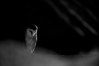 A barn owl (Tyto alba) In the shade, surrounded by darkness. Mystical atmosphere in black and