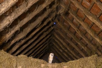 A barn owl (Tyto alba) sits quietly in the loft of an old barn surrounded by hay in a rustic,