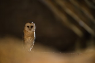 A barn owl (Tyto alba) In the shade, surrounded by darkness, East Westphalia, North