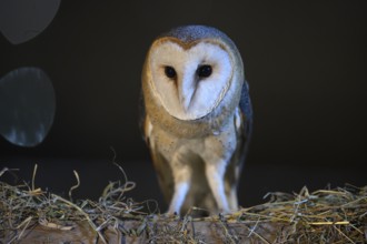A barn owl (Tyto alba) stands in the darkness and looks with intense eyes, East Westphalia, North