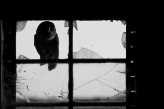 A Common barn owl (Tyto alba) sits in an old barn window with broken glass panes in the loft of an