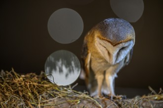 A barn owl (Tyto alba) stands with its head lowered on a bed of straw, accompanied by soft bokeh