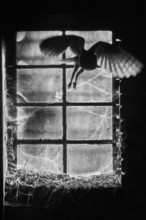 A Common barn owl (Tyto alba) l flies shadowily and mysteriously through an old window Stable