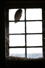 A Common barn owl (Tyto alba) l sits shadowy and mysterious in an old window Stable window with