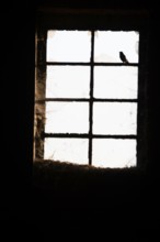 A small bird sits shadowy and secretly in front of an old window Stable window with split panes