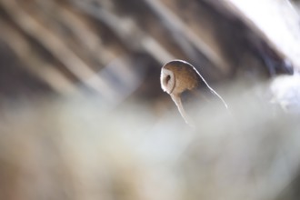 A barn owl (Tyto alba) sits quietly in a natural setting in an old barn loft, illuminated by soft
