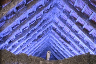 A barn owl (Tyto alba) sits quietly in the loft of an old barn surrounded by hay in a rustic,