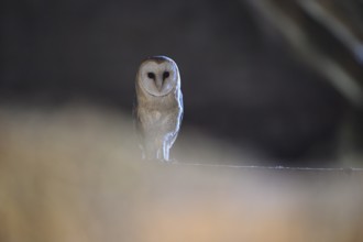 A barn owl (Tyto alba) sits quietly in the darkness and radiates peace and mysticism, East