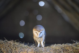 A barn owl (Tyto alba) In the shade, surrounded by darkness, hunting for mice with focussed