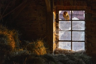 A barn owl (Tyto alba) sits in an old barn window with broken glass panes in the loft of an old