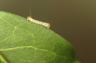 Caterpillar of the death's-head hawkmoth (Acherontia atropos) in the younger caterpillar stage,