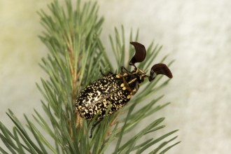Turkish cockchafer (Polyphylla fullo), male, Valais, Switzerland