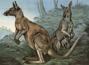 Kangaroos with young in pouch, Australia, two adult kangaroos with a young in a natural