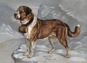 Saint Bernard or St. Bernard dog breed, here as a rescue dog with keg on the collar, legend, A