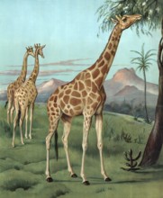 Giraffes in Serengeti, Africa, giraffes in a savanna landscape with mountains in the background and