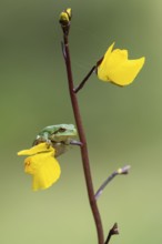 European tree frog (Hyla arborea), Zandvort, Netherlands
