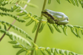 European tree frog (Hyla arborea), Zandvort, Netherlands