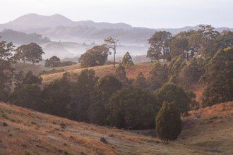 Typical Australian cultural landscape with eucalyptus trees and grazing cattle on a pasture. Early