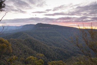Sun set colors illuminating the sky above a vast sub tropical rain forest Gondwana, viewed from the