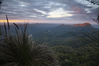 Tropical rain forest Gondwana, captured from the Mount Cougal summit while looking toward the Gold