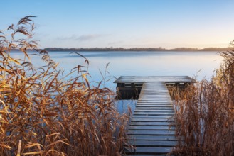 Morning atmosphere at Schaalsee, wooden walkway in reed belt under blue sky, reeds in autumn