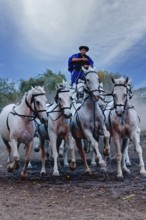 Riding demonstration, Rider standing on the last two horses of a galloping horse team, Puszta,
