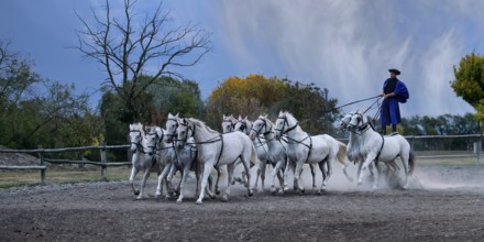 Riding demonstration, Rider standing on the last two horses of a galloping horse team, Puszta,
