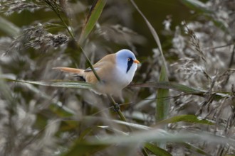 A bearded tit (Panurus biarmicus) male in typical habitat, reed dweller, Denmark