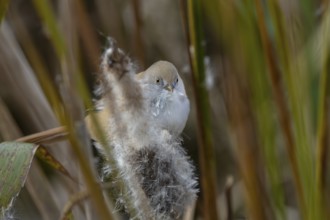 A female bearded tit (Panurus biarmicus) sits on a cattail and eats its seeds, reed dweller,
