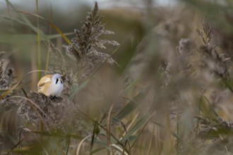 A male bearded tit (Panurus biarmicus) enjoys a moment of rest on a reed stalk, reed dweller,
