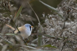 A male bearded tit (Panurus biarmicus) foraging among reeds, reed dweller, Denmark