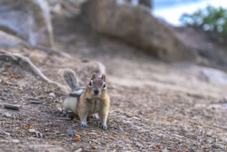Curious chipmunk pauses on the rocky terrain near lake minnewanka, its small form contrasting with