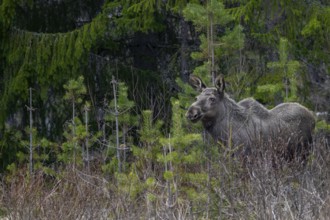 The one-year-old moose calf (Alces alces) usually stays with the mother for a year and is expelled