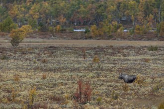 At the end of September, a few days in front of the start of the rut, bull moose (Alces alces)