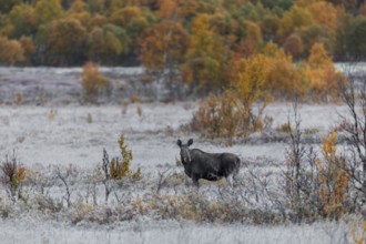 A cow moose (Alces alces) in the early morning in an autumn landscape with hoarfrost, rutting