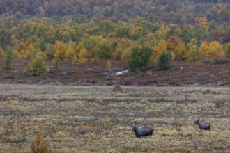A last year's male moose (Alces alces) has joined a slightly older bull moose, rutting season,